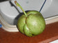 Dillenia Indica * Elephant Apple Fruit * Evergreen Tree * 10 Fresh Seeds *