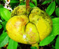 Dillenia Indica * Elephant Apple Fruit * Evergreen Tree * 10 Fresh Seeds *