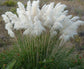 Cortaderia Selloana Pack ~ 30 seeds Pink + 30 seeds White ~ Pampas Grass Seeds
