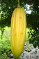 Parmentiera Edulis Aculeata GUAJILOTE Edible & Sweet Tropical Fruit 5 Seeds RARE