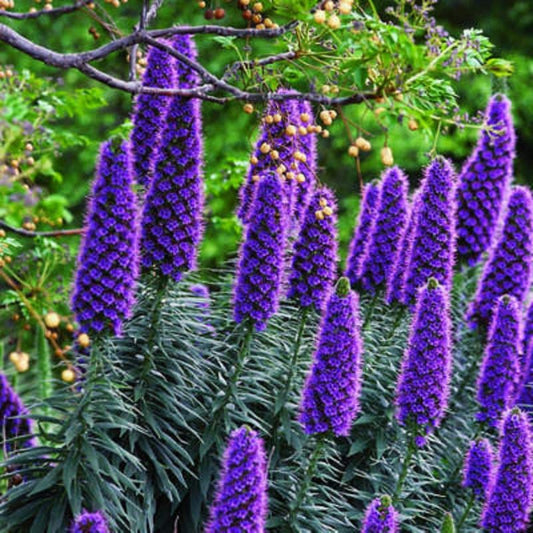 Echium Fastuosum Candicans * Pride of Madeira * Fiori viola rari * 20 semi