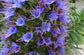Echium Fastuosum Candicans * Pride of Madeira * Rare Purple Flowers * 20 Seeds