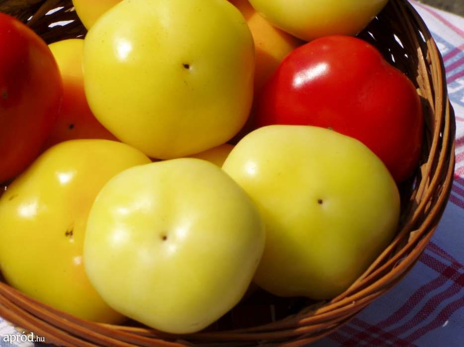 Hot Apple * Alma Paprika PepperS * 20 Fresh Seeds * Make Your Own Paprika * 80 days to Maturity.