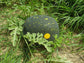 RARO Yellow Moon & Stars Giant Watermelon 10 Sementes Orgânicas Frescas * Único * 90-100 dias