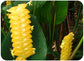 Calathea Crotalifera Amarelo ' Cascavel ' Exótico Cascavel 5 Sementes RARA