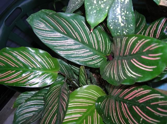 Calathea Ornata * Lovers Plant * Amazing Leaves * Pink Strips * Rare Seeds *