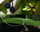 Passiflora Coriacea * Collector's * Bat Wing * Rare Passion Flower * 3 Seeds *