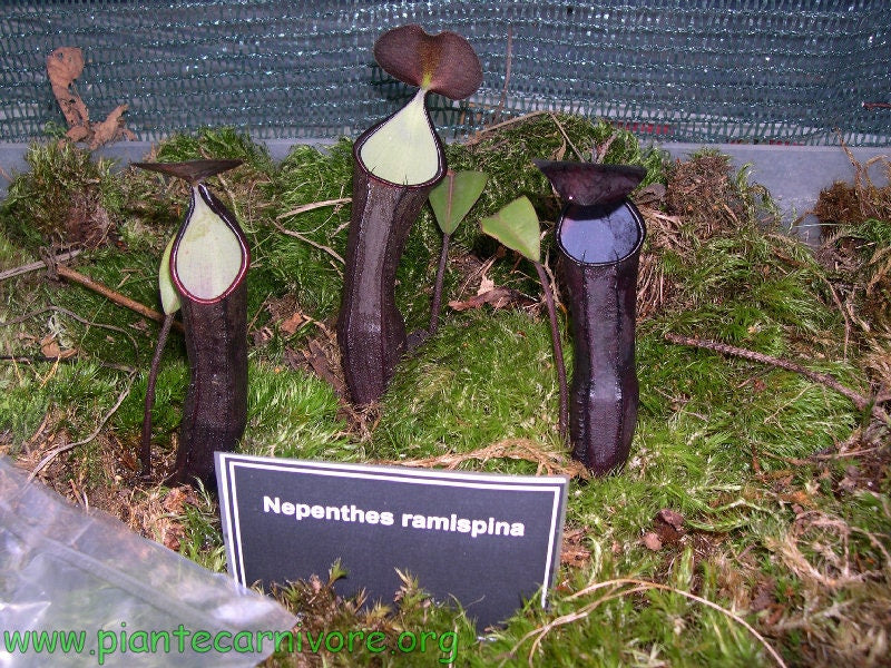 Nepenthes Ramispina * Black Knight * Very RARE Highland Pitcher Plant * 6 Seeds