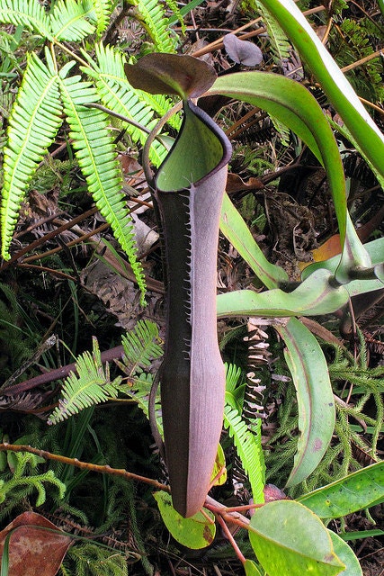 Nepenthes Ramispina * Black Knight * Pianta di brocca delle Highland molto RARA * 6 semi
