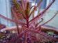 Drosera Hartmeyerorum ~ Very Rare Carnivorous Sundew Plant ~ 5 seeds ~ Limited