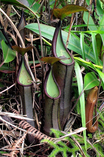 Nepenthes Ramispina *ブラックナイト*非常に珍しいハイランドピッチャー植物* 6シード