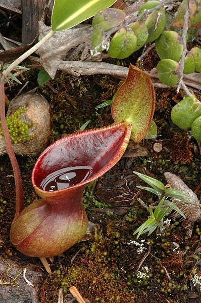 Nepenthes Lowii *非常にまれな高地*最も珍しい食虫植物* 5シード