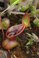 Nepenthes Lowii * Extremely RARE Highland * Most Unusual Pitcher Plant * 5 Seeds