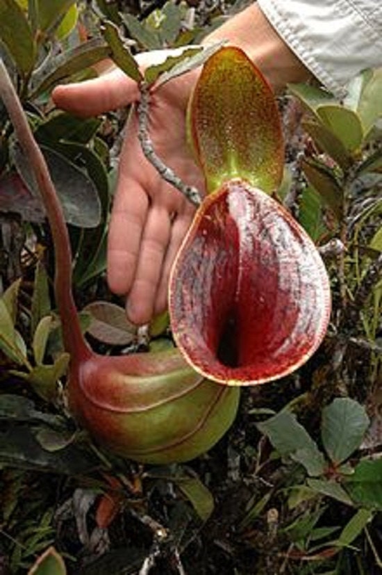 Nepenthes Lowii * Extremely RARE Highland * Most Unusual Pitcher Plant * 5 Seeds