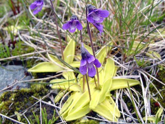 Pinguicula Vulgaris ~ Butterwort Carnivorous ~ Valentine's Flower ~ Rare 10 Seeds