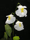 Utricularia Alpina * Carnivorous * Alpine Bladderworts * Very Rare Plant * 10 Seeds