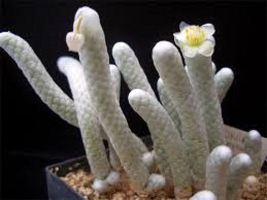 Anacampseros Papyracea Avonia ~ Exotic Succulent ~ Rare Cactus ~10 Fresh Seeds