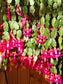 Christmas Cactus * Schlumbergera Truncata * Thanksgiving Cactus * 5 Fresh Seeds RARE
