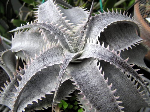 Dyckia Marnier - Lapostollei ~ Bromelia ~ Cactus d'argento esotico raro ~ 3 semi