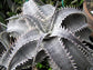 Dyckia Marnier - Lapostollei ~ Bromeliad ~ Rare Exotic Silver Cactus ~ 3 Seed