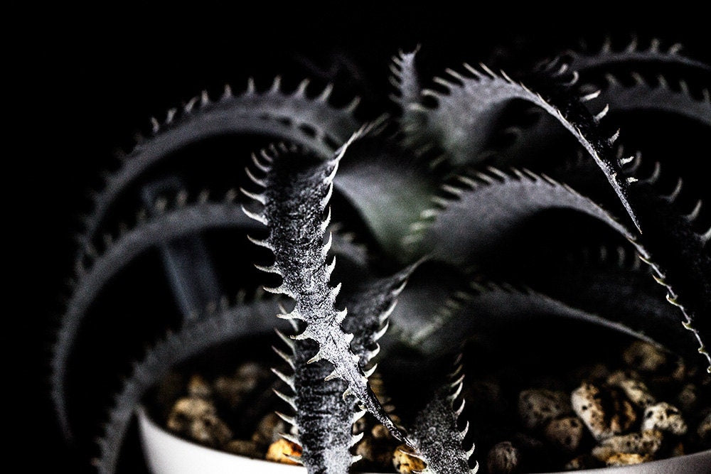 Dyckia Marnier - Lapostollei ~ Bromeliad ~ Rare Exotic Silver Cactus ~ 3 Seed