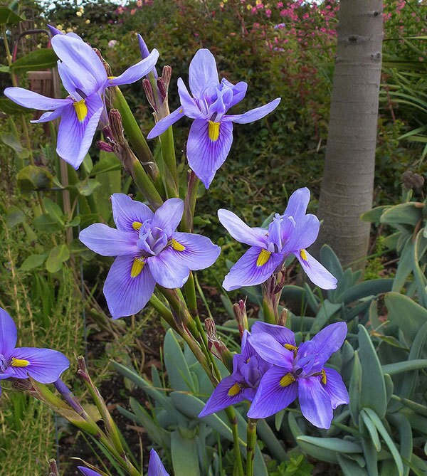 Moraea Polystachya * Amazing Blue African Iris Flower * 5 Seeds * RARE * limited