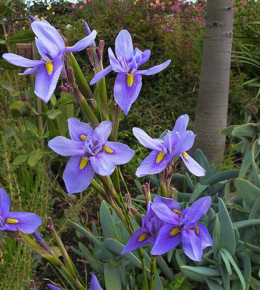 Moraea Polystachya * Incrível Flor de Íris Africana Azul * 5 Sementes * RARO * limitado