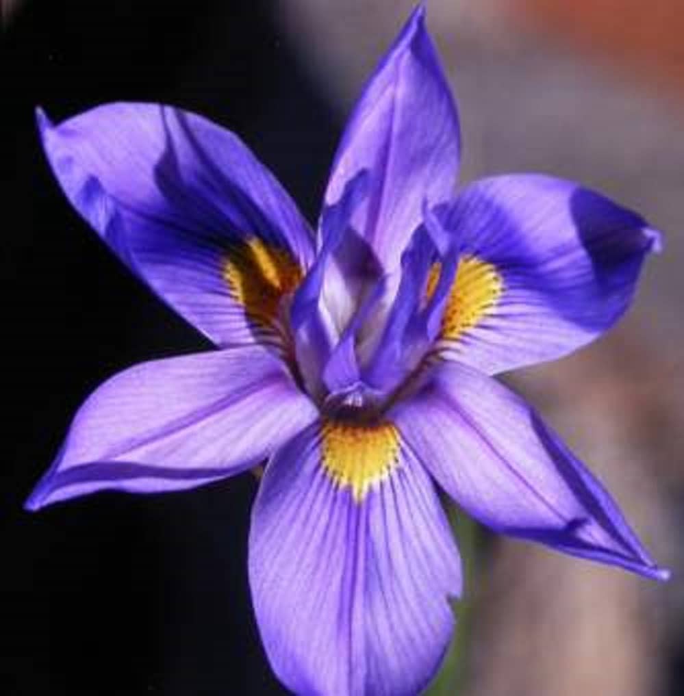 Moraea Polystachya * Amazing Blue African Iris Flower * 5 Seeds * RARE * limited
