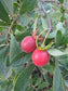 Diospyros Lycioides *Bluebush* Small Tree / Shrub * Tropical Fruit * RARE 5 Seeds