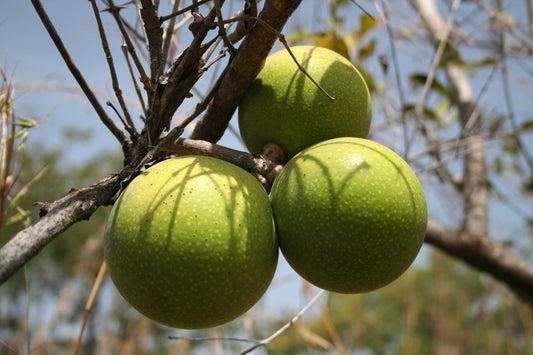 Strychnos Spinosa * Green Monkey Orange * Juicy Sweet Sour Fruit * 5 Seeds RARE