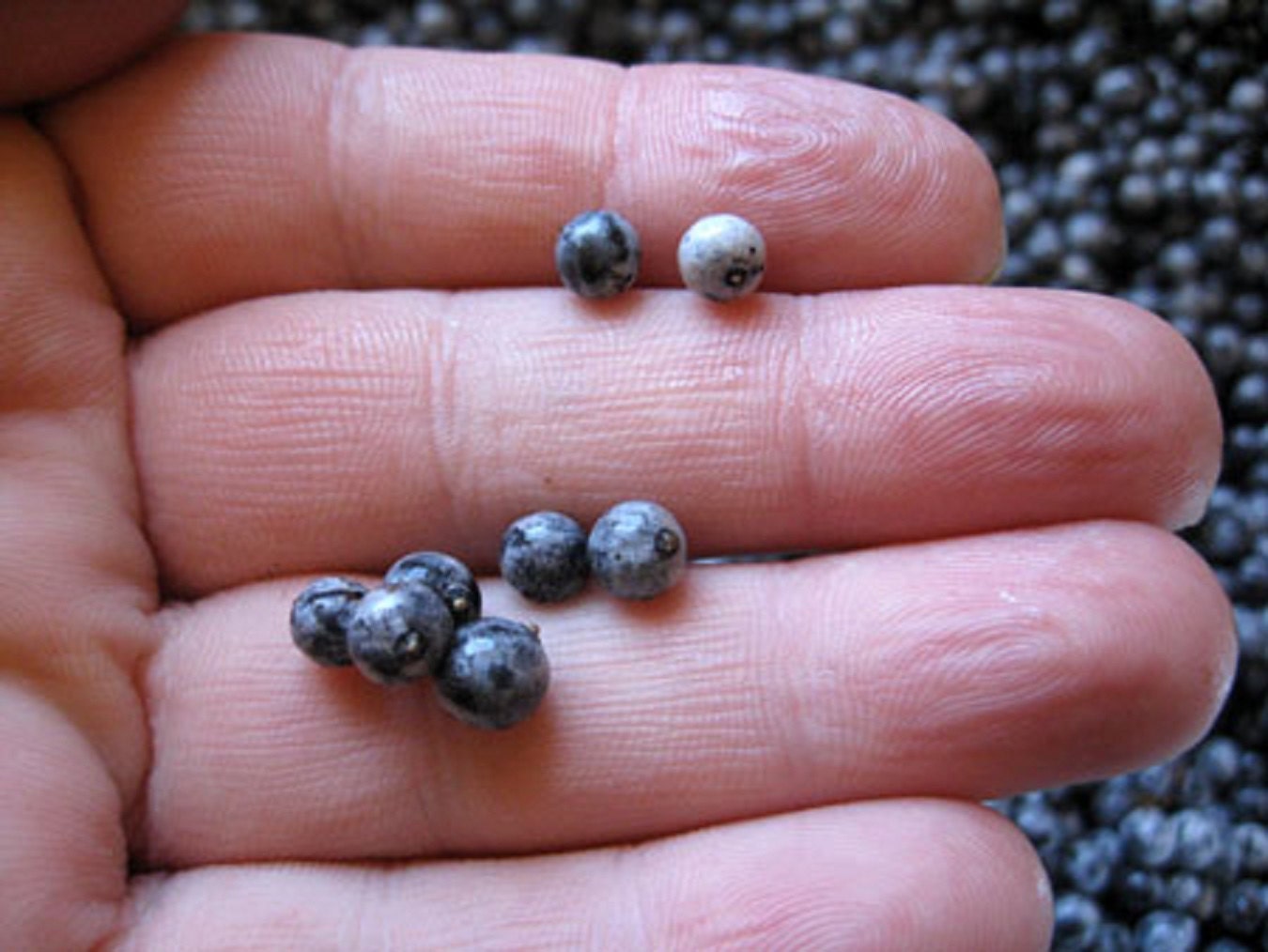 Sambucus Caerulea * Blue Elderberry * Edible Berries * Juicy Fruit * 20 Seeds *