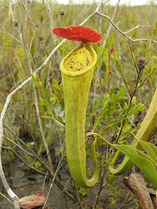 Nepenthes Tenax * Pianura australiana estremamente RARO * Pianta di brocca * 5 semi