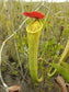 Nepenthes Tenax * Extremely RARE Australian Lowland * Pitcher Plant * 5 SeedS