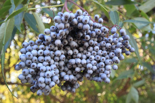 Sambucus Caerulea * Blue Elderberry * Edible Berries * Juicy Fruit * 20 Seeds *