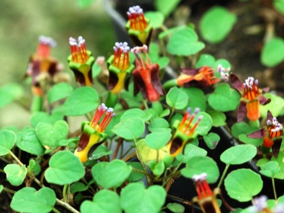 Fuchsia Procumbens ~ Creeping Rainbow Fuchsia ~ Climbing Flowers ~ 7 Rare Seeds