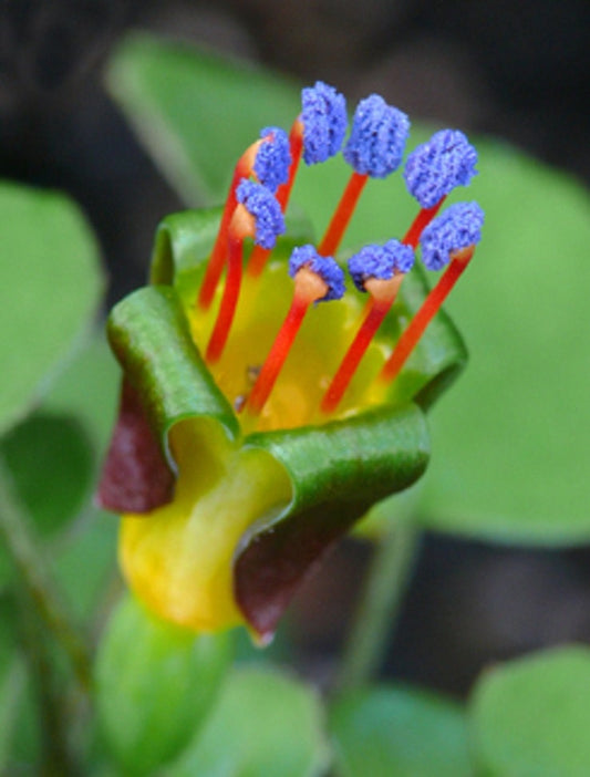 Fuchsia Procumbens ~ Fucsia arcobaleno strisciante ~ Fiori rampicanti ~ 7 semi rari
