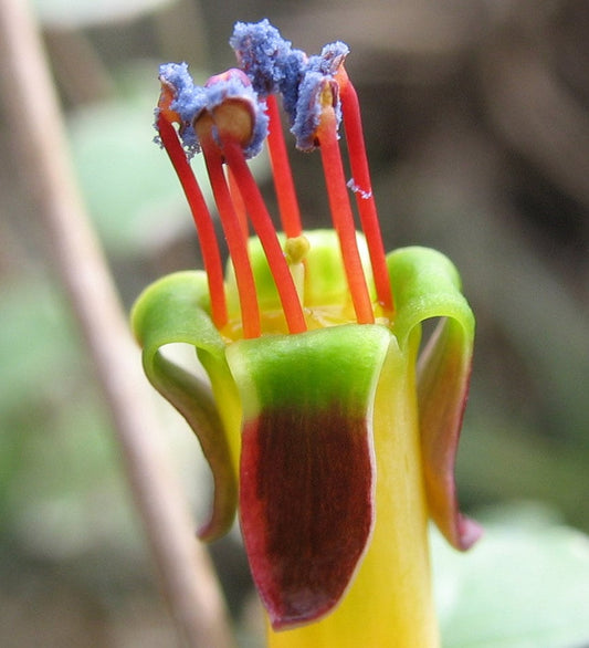 フクシアプロカンベンス〜忍び寄るレインボーフクシア〜花を登る〜7つの珍しい種