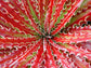 Hechtia Texensis Scariosa * RARE Bromeliad * False Agava * Red Hot Leaf * 5 Seeds