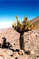 Browningia Candelaris * South American RARE Cactus * Edible Cacti Fruits * 10 SEEDS