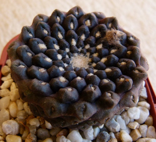 Eriosyce Esmeraldana * Cactus incredibilmente raro * Ornamentale * In via di estinzione * 10 semi