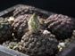 Eriosyce Esmeraldana * Unbelievably Rare Cactus * Ornamental * Endangered * 10 Seeds
