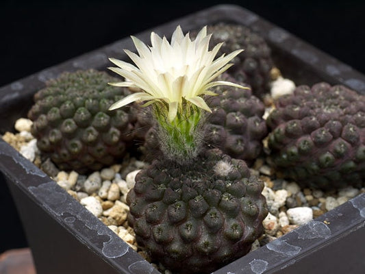 Eriosyce Esmeraldana * Cactus incredibilmente raro * Ornamentale * In via di estinzione * 10 semi
