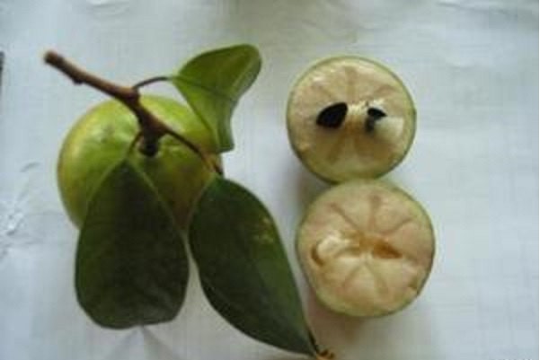 Chrysophyllum Cainito * Caimito * Green Star Apple * 3 Raras Sementes Frescas * LIMITADO