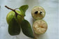 Chrysophyllum Cainito * Caimito * Green Star Apple * 3レアフレッシュシード* LIMITED