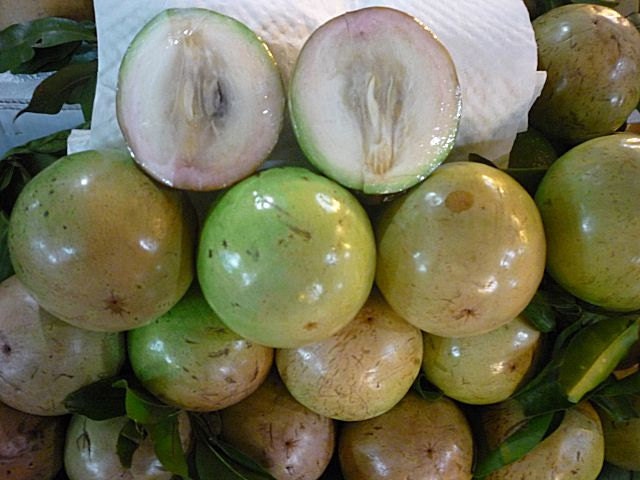 Chrysophyllum Cainito * Caimito * Green Star Apple * 3 Rare Fresh Seeds * LIMITED