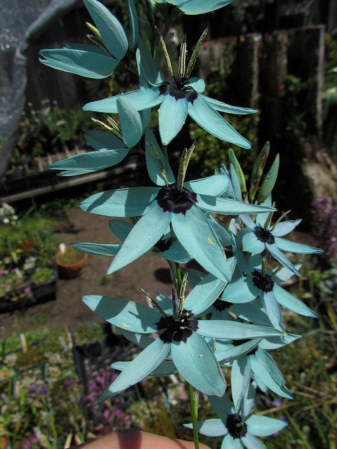 Ixia Viridiflora * Turquesa deslumbrante * RARO * Flores ameaçadas de extinção * Eazy Growing 5 Seeds