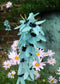 Ixia Viridiflora * Dazzling Turquoise * RARE * Endangered Flowers * Eazy Growing 5 Seeds