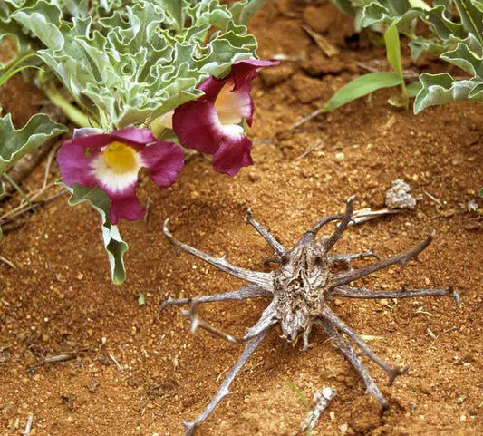 Harpagophytum Procumbens * Devil's Claw * Medicinal Plant * Extremely Rare 3 SEEDS