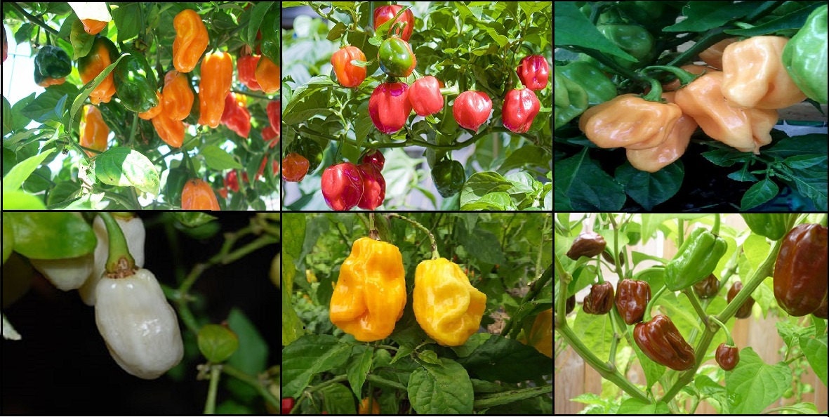Limited QTY ! 6 Pack Habanero Peppers * 60 Fresh Seeds * Rare Colors * Very Hot * Chocolate * White * Peach * Golden * Red * Orange *
