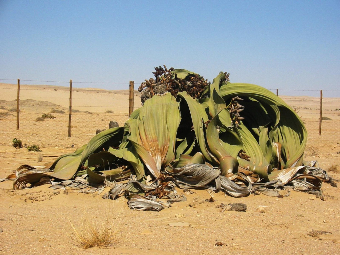 Welwitschia Mirabilis Welwitschia Namibia Can Grow 2000 years old * 3 Rare seeds